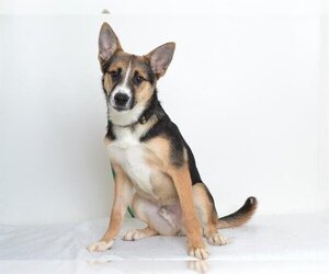 Australian Shepherd-German Shepherd Dog Mix Dogs for adoption in Oroville, CA, USA