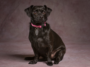 Chiweenie Dogs for adoption in League City, TX, USA