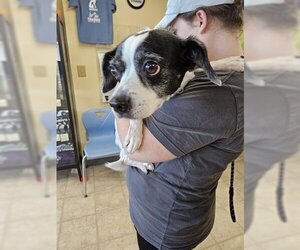 Medium Photo #1 Beagle-Parson Russell Terrier Mix Puppy For Sale in Norfolk, VA, USA
