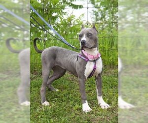 Staffordshire Bull Terrier-Unknown Mix Dogs for adoption in Vaughan, Ontario, Canada