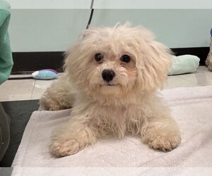 Bossi-Poo Dogs for adoption in Sanford, FL, USA