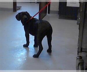 Labrador Retriever-Unknown Mix Dogs for adoption in Fayetteville, NC, USA