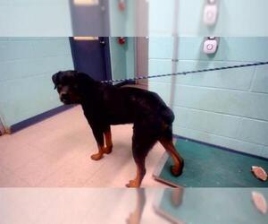 Rottweiler Dogs for adoption in Palmetto, FL, USA