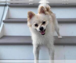 Pomeranian-Unknown Mix Dogs for adoption in New York, NY, USA