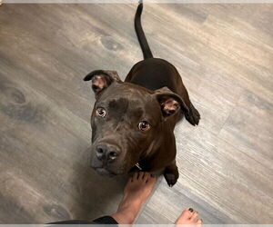 American Staffordshire Terrier-Bullmastiff Mix Dogs for adoption in Holly Springs, NC, USA