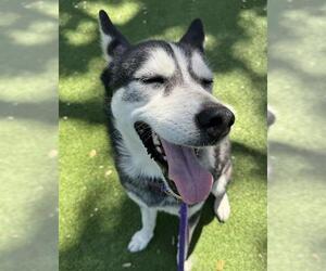 Siberian Husky Dogs for adoption in Palmetto, FL, USA