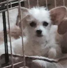 Medium Photo #1 Mutt Puppy For Sale in Claremore, OK, USA