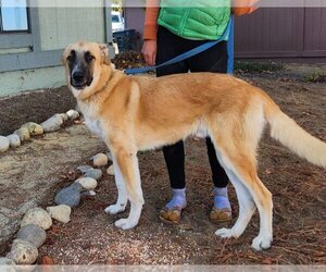 Anatolian Shepherd-Unknown Mix Dogs for adoption in Paso Robles, CA, USA