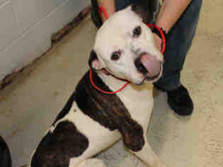 Bulldog-Unknown Mix Dogs for adoption in Bowling Green, OH, USA