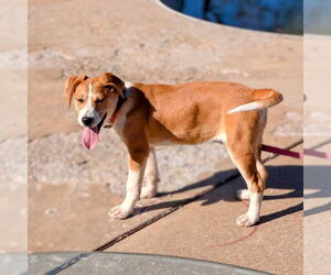 Mutt Dogs for adoption in Vail, AZ, USA