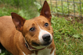 Bull Terrier-Unknown Mix Dogs for adoption in Media, PA, USA