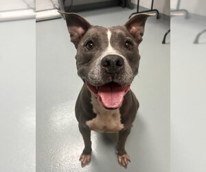 Mutt Dogs for adoption in St. Cloud, FL, USA
