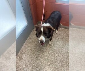 Border Collie Dogs for adoption in Pueblo, CO, USA