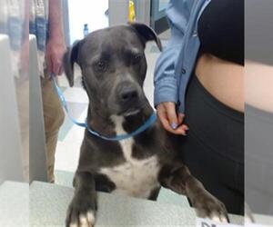 American Pit Bull Terrier-Unknown Mix Dogs for adoption in Oklahoma City, OK, USA