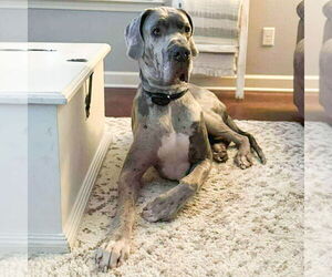 Great Dane Dogs for adoption in Vail, AZ, USA