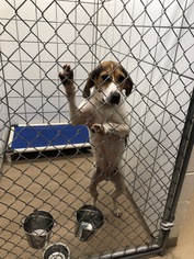 Coonhound Dogs for adoption in Zanesville, OH, USA