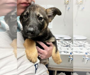 German Shepherd Dog-Norwegian Elkhound Mix Dogs for adoption in Minneapolis, MN, USA