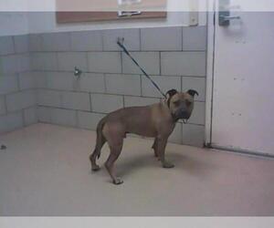 American Pit Bull Terrier-Unknown Mix Dogs for adoption in Nashville, TN, USA