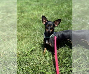 Chiweenie Dogs for adoption in Candler, NC, USA