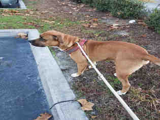 Medium Photo #1 American Bulldog Puppy For Sale in Gainesville, FL, USA
