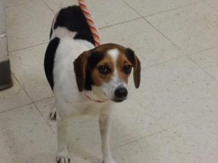 Beagle-Unknown Mix Dogs for adoption in Gulfport, MS, USA