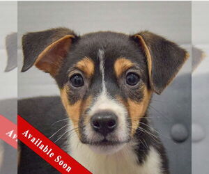 Mutt Dogs for adoption in Huntley, IL, USA