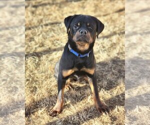 Rottweiler Dogs for adoption in Vallejo, CA, USA