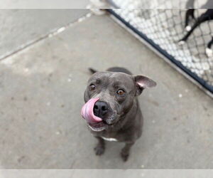 American Pit Bull Terrier-Unknown Mix Dogs for adoption in Tulsa, OK, USA