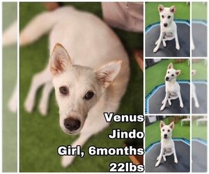 Mutt Dogs for adoption in Seattle, WA, USA