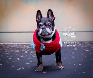 Boston Terrier Dogs for adoption in Salt Lake City, UT, USA