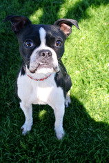 Boston Terrier Dogs for adoption in Sherman Oaks, CA, USA