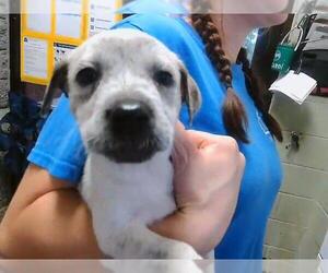 German Shepherd Dog-Unknown Mix Dogs for adoption in Tulsa, OK, USA