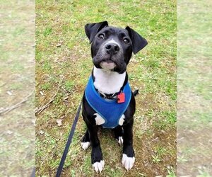 Boxador Dogs for adoption in Fairmont, WV, USA