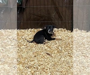 Mutt Dogs for adoption in New London, WI, USA