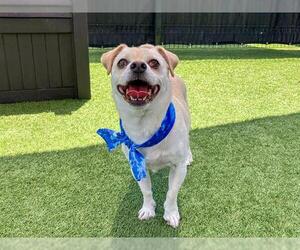 Chihuahua-Unknown Mix Dogs for adoption in Orange, CA, USA
