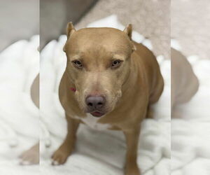 American Pit Bull Terrier-Unknown Mix Dogs for adoption in Martinsburg, WV, USA