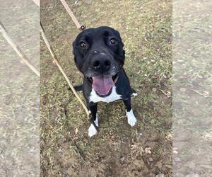 American Staffordshire Terrier-Border Collie Mix Dogs for adoption in Front Royal, VA, USA