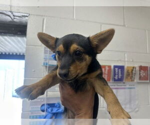 German Shepherd Dog-Unknown Mix Dogs for adoption in San Bernardino, CA, USA