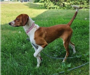 American Foxhound Dogs for adoption in Princeton, MN, USA