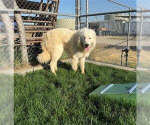 Great Pyrenees Dogs for adoption in Bakersfield, CA, USA