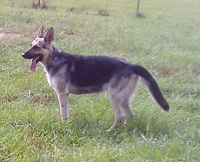 Medium Photo #1 German Shepherd Dog Puppy For Sale in Bonifay, MO, USA