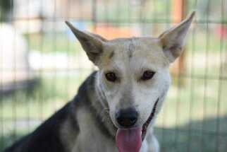 Siberian Husky-Unknown Mix Dogs for adoption in Dodson, MT, USA
