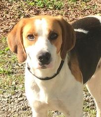 Treeing Walker Coonhound Dogs for adoption in Little Rock, AR, USA