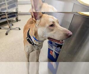 Carolina Dog-Unknown Mix Dogs for adoption in Riverside, CA, USA