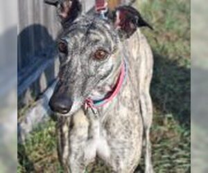 Greyhound Dogs for adoption in Grandville, MI, USA