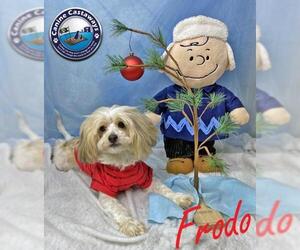 Mal-Shi Dogs for adoption in Arcadia, FL, USA