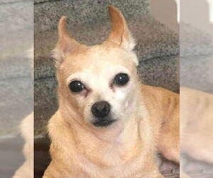 Rat-Cha Dogs for adoption in Princeton, MN, USA