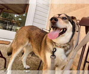 Huskies -Unknown Mix Dogs for adoption in Uwchlan, PA, USA