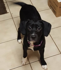 Borador Dogs for adoption in FAIRLAWN, OH, USA