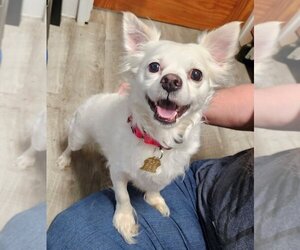 Malchi Dogs for adoption in Ellijay, GA, USA